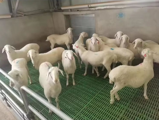 Réglage de sol en fibre de verre à haute résistance Réglage moulé en FRP pour porcs poulets moutons
