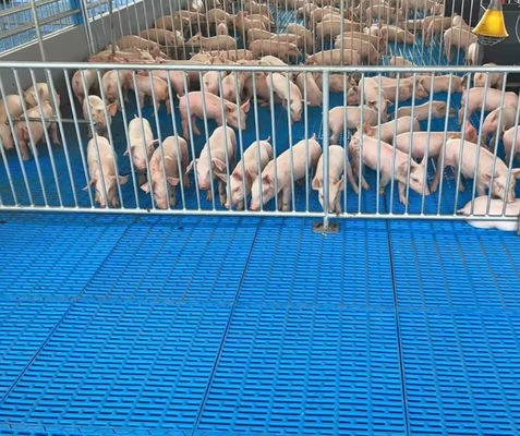 Réglage de sol en fibre de verre à haute résistance Réglage moulé en FRP pour porcs poulets moutons