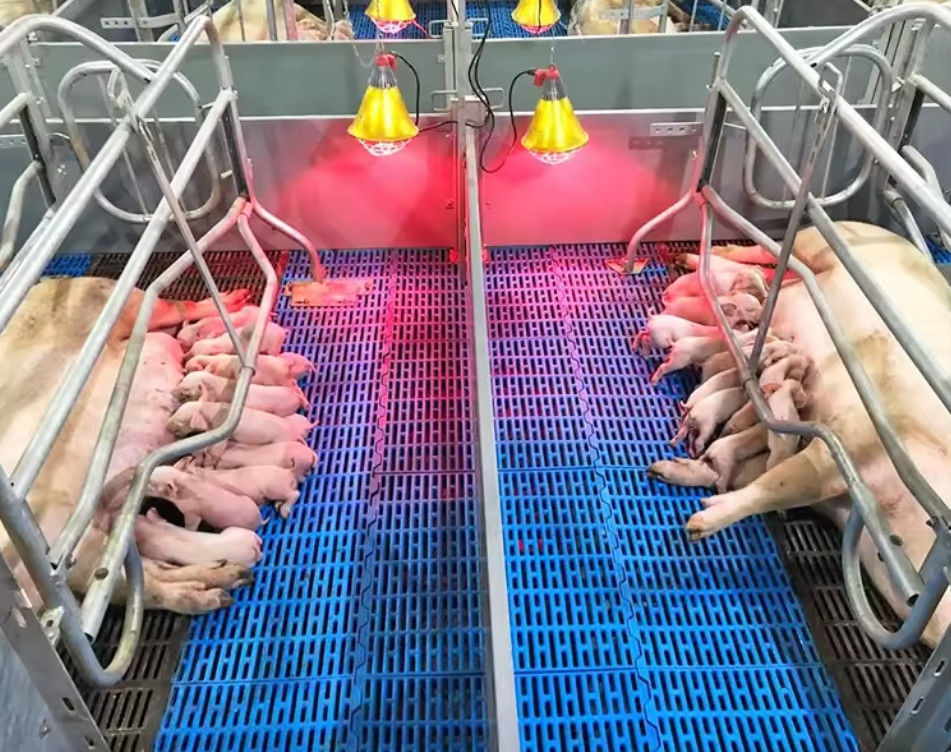 Réglage de sol en fibre de verre à haute résistance Réglage moulé en FRP pour porcs poulets moutons